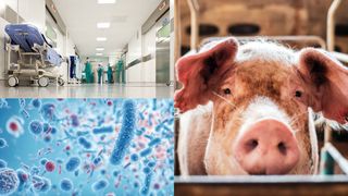 Doi adulți și trei copii din Satu Mare au ajuns la spital, după ce au mâncat carnea porcului din curte. De ce boală suferea animalul?