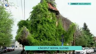VIDEO - A început sezonul Glicinei! Clădirea din Capitală, „îmbrăcată” în flori mov, atrage iubitorii de fotografie