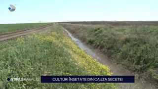 VIDEO - Cultură cunoscută pentru rezistența la secetă, irigată din belșug din cauza condițiilor meteo extreme! „Trebuie să ne adaptăm”