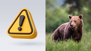 VIDEO - Urs apărut din nou &icirc;n zona localității Ciolpani! S-a trimis mesaj RO-ALERT