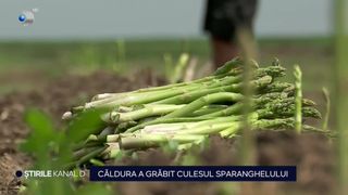 VIDEO - Recoltarea sparanghelului, grăbită de căldura din acest an. De sărbători, leguma se va găsi pe toate rafturile
