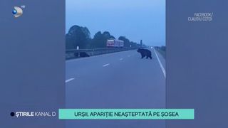 VIDEO-Doi urși, filmați &icirc;n timp ce traversau un drum național. Șoferii din zonă au &icirc;ncetinit, pentru a-i lăsa să treacă și au imortalizat momentul