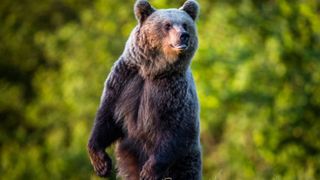 VIDEO: Turistă sfâșiată de urs pe Transfăgărășan! Femeia de 72 de ani voia să-i facă poză animalului