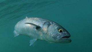 Peștele-minune din Marea Neagră, lufărul