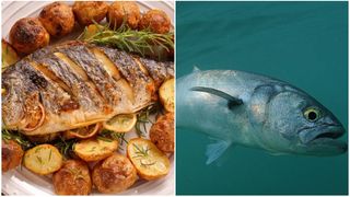 Un pește din Marea Neagră este necunoscut de români, dar carnea sa este extrem de sănătoasă!