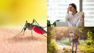 Alertă ț&acirc;nțar tigru asiatic