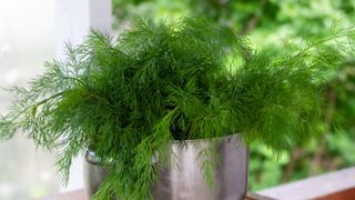 Plantă prevenire cancer