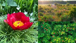 VIDEO: Unde se află rezervaţia de bujori, unică în Europa? Turiștii sunt fascinați de acest colț de rai