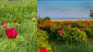 Rezervație bujori Mureș