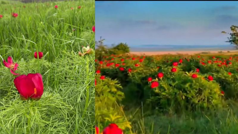 Rezervație bujori Mureș