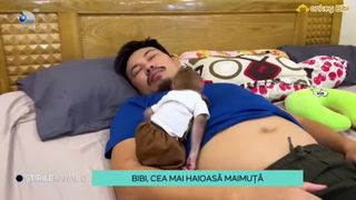 VIDEO- Bibi, cea mai haioasă maimuță. A fost adoptată de o familie din Indonezia când avea numai câteva luni, iar de atunci a devenit mezina răsfățată a familiei