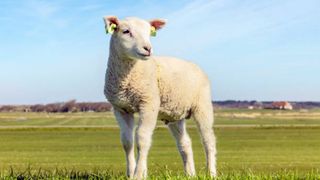 Preț carne miel Paște