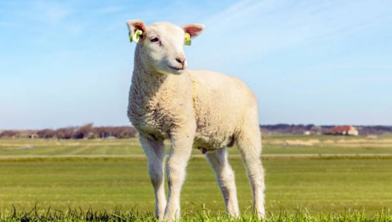 Preț carne miel Paște