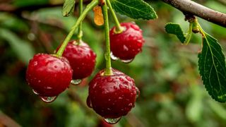 Cât costă cireșele de import? Ele sunt  de 20 ori mai ieftine la producător