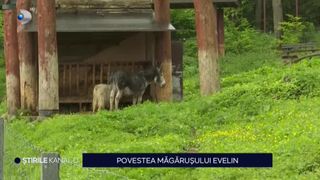 VIDEO- Povestea măgărușului Evelin. Turiștii  au rămas surprinși de vârsta pe care acesta o are