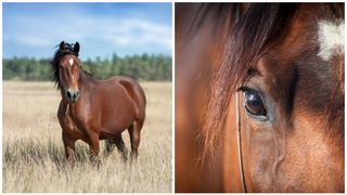 VIDEO- Ioana Popescu, m&acirc;ndria echitației din Rom&acirc;nia. T&acirc;năra este proprietara a doi cai și are un real succes &icirc;n competițiile de profil. ,,C&acirc;nd vin scap de toate g&acirc;ndurile proaste''