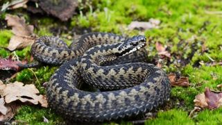 Mort vipere Turnu Severin