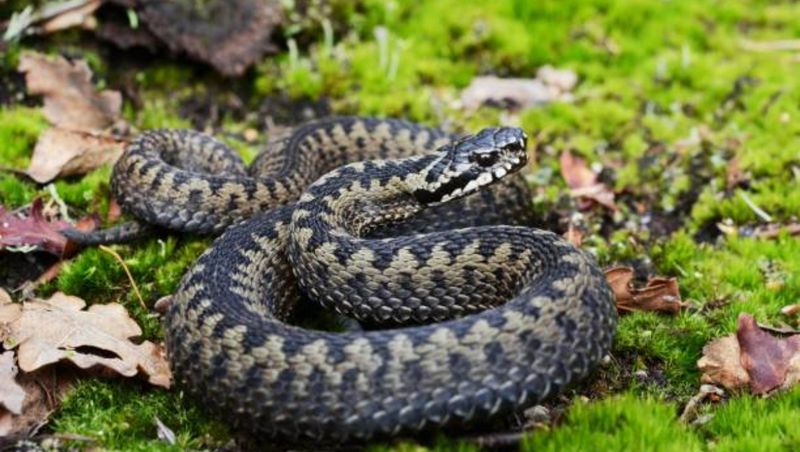 Mort vipere Turnu Severin