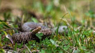 Mort vipere Turnu Severin