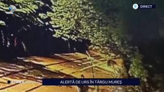 VIDEO: Alertă de urs în Târgu Mureș! Mai mulți sportivi s-au speriat de animalul sălbatic