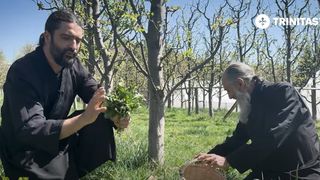 Care sunt beneficiile salatei de păpădie