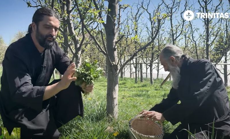 Care sunt beneficiile salatei de păpădie