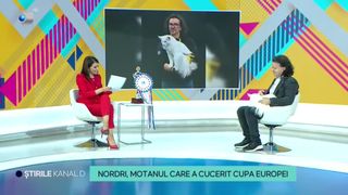 VIDEO- Cine este Nordi, motanul care a cucerit cupa Europei? Acesta face parte din rasa norvegiană de pădure