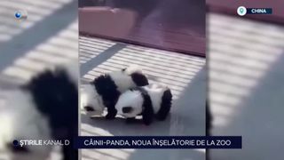 VIDEO: C&acirc;inii panda, noua &icirc;nșelătorie de la zoo