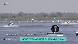VIDEO Cu barca în pelicani. Biologii trag un semnal de alarmă. ,,Păsările acelea au fost speriate''