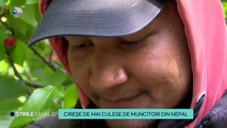 VIDEO- Cireșe de mai, culese de muncitori din Nepal. ,,Am apelat la această variantă pentru că &icirc;n Rom&acirc;nia nu găsești forță de muncă''
