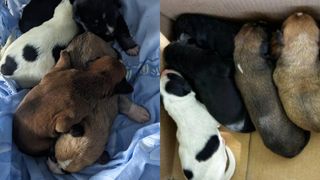 pui caine, politia animalelor, amenda record, bihor