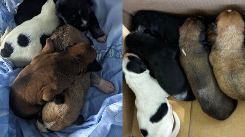 pui caine, politia animalelor, amenda record, bihor