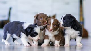 Un individ din Bihor s-a trezit cu o amendă record după ce a aruncat mai mulți pui de câine! Suma incredibilă pe care trebuie să o achite