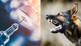 Alertă sanitară într-o localitate din România! Populația a primit RO-ALERT de rabie