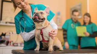 angajați cabinet veterinar