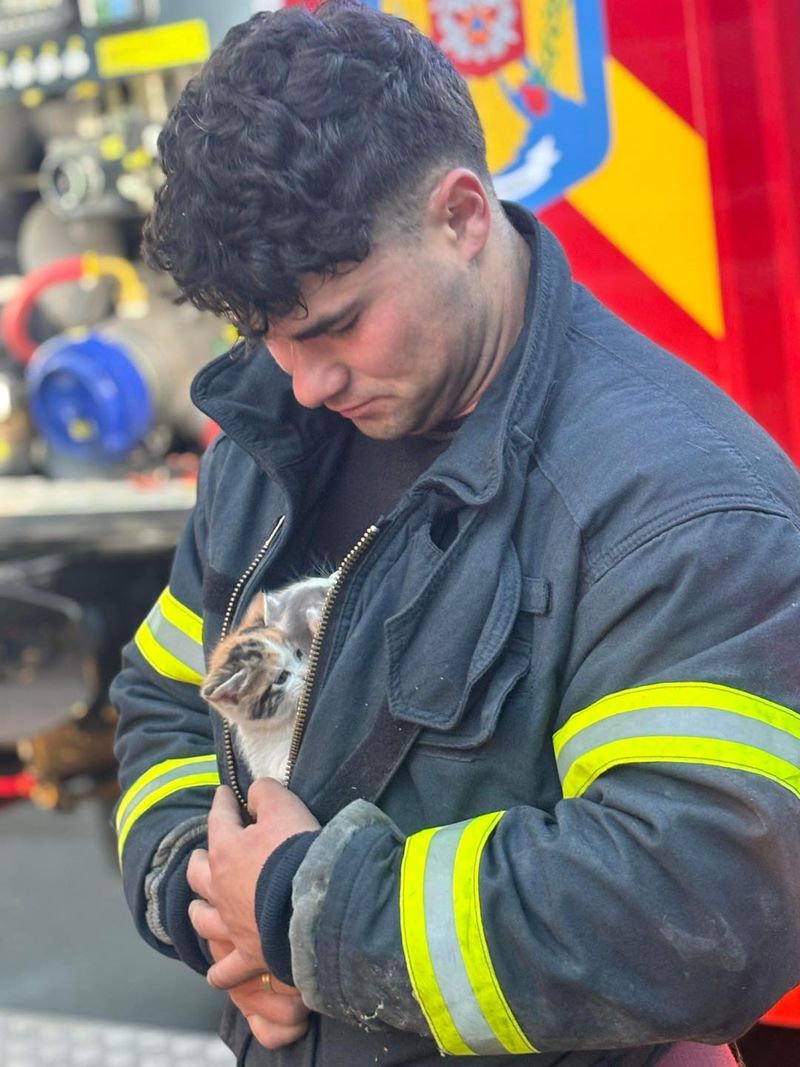pui pisica, pompieri constanta, animale salvate 