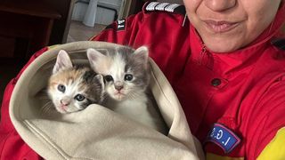 pui pisica, pompieri constanta, animale salvate 