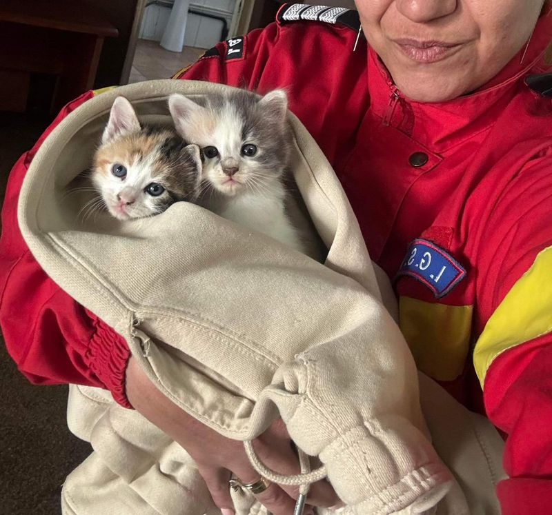 pui pisica, pompieri constanta, animale salvate 