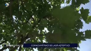 VIDEO Copacii pătrați se lasă așteptați. În timp ce unii sibieni admiră copacii, alții se uită lung și încearcă să înțeleagă ce formă au arborii toaletați