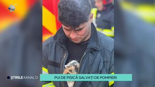VIDEO Salvează și animale, nu doar oameni! Pompierii au reușit să scoată din subteran doi pui de pisică, blocați între țevi