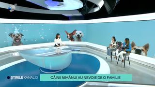 VIDEO Cățelușii care vor să își găsească un cămin au devenit modele! Animăluțele au pozat pentru ca cineva să le vadă și, în viitorul apropiat, să le adopte.