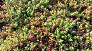 Acoperișuri extensive instalate cu rulouri de Sedum