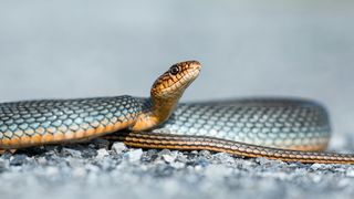 vipera, jandarmi, sarpe, vipera targu jiu 