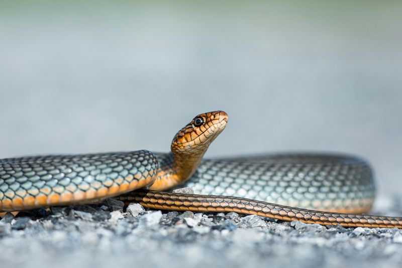 vipera, jandarmi, sarpe, vipera targu jiu 