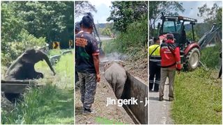 Elefant blocat &icirc;ntr-un canal, salvat cu un excavator după o operațiune de cinci ore