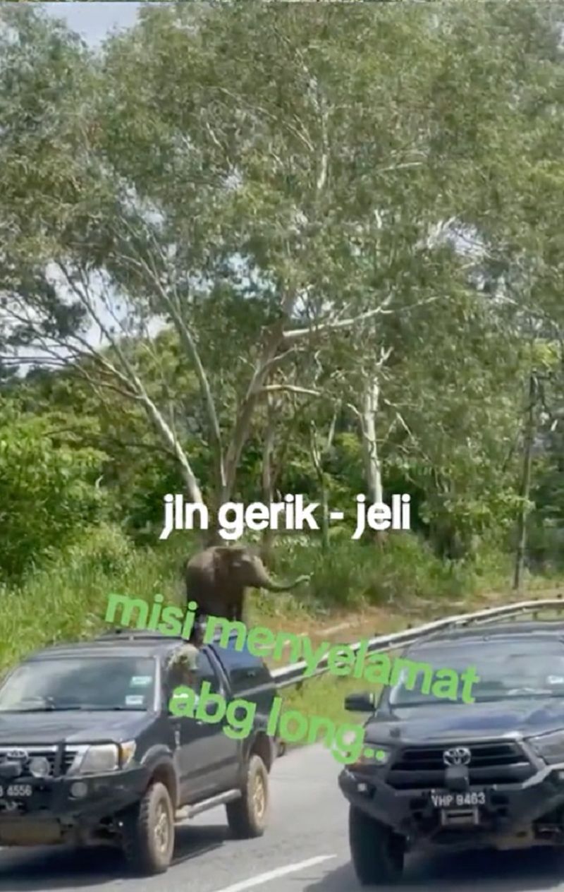 Elefantul ar fi mulțumit oamenilor 