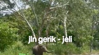 Elefantul ar fi mulțumit oamenilor 