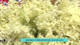VIDEO A &icirc;nceput sezonul socatei! Gospodinele din Sibiu deja au &icirc;nceput culegerea florilor din care se face faimoasă băutură