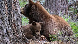 ursoaica cu pui, RO-alert, SMURD