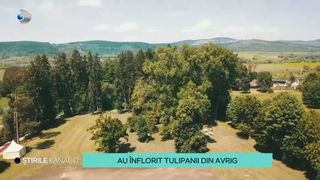 Tulipanii au înflorit